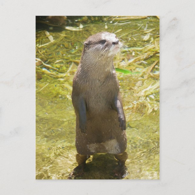 Asian Small-clawed Otter Postcard (Front)