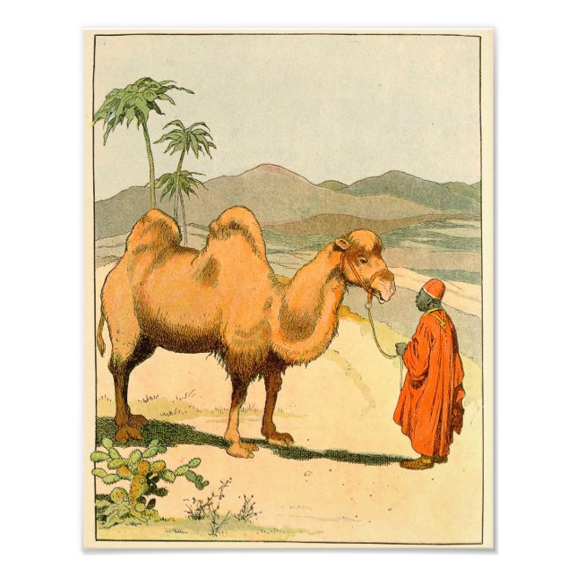 Asian Two Hump Camel Photo Print (Front)