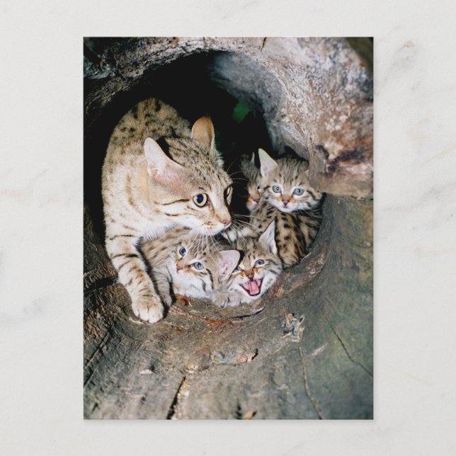 Asian wildcat postcard (Front)