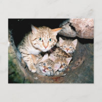 Asian wildcat