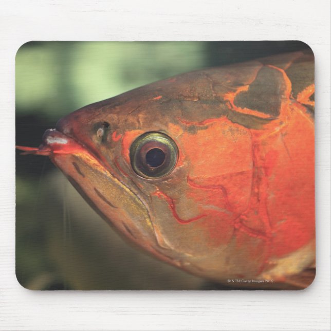 Asiatic arowana mouse pad (Front)
