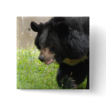 Asiatic Black Bear Pin