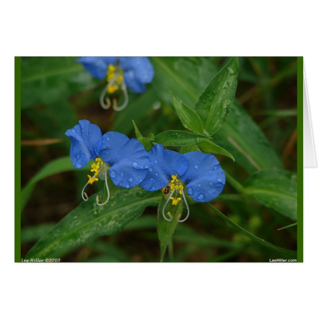 Asiatic Dayflower Blue WIldflower Apparel & Gifts (Front Horizontal)