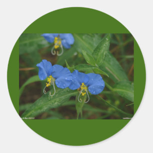 Asiatic Dayflower Blue WIldflower Apparel & Gifts Classic Round Sticker