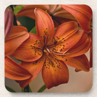 Asiatic Lily Coaster