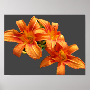 ASIATIC ORANGE LILY POSTER