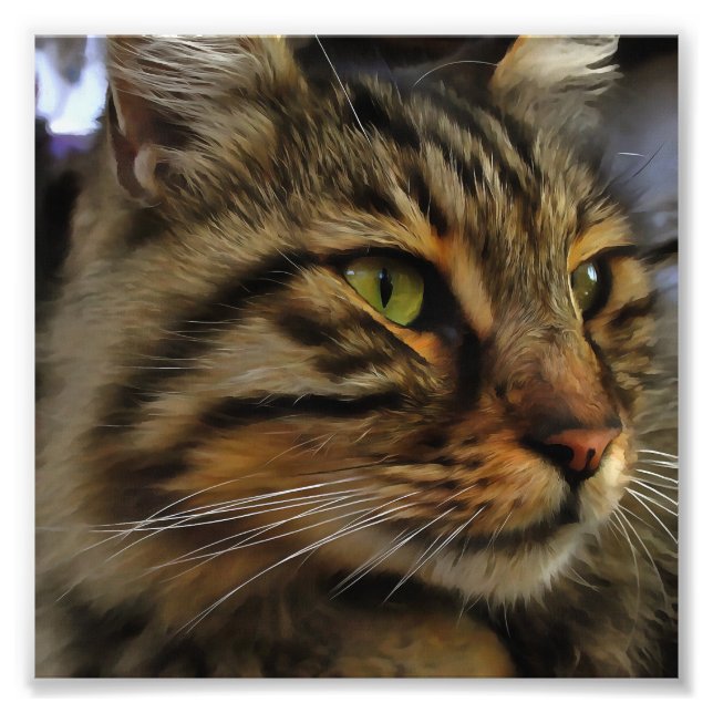 Aslan The Long Haired Tabby Cat Photo Print (Front)
