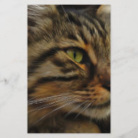 Aslan The Long Haired Tabby Cat
