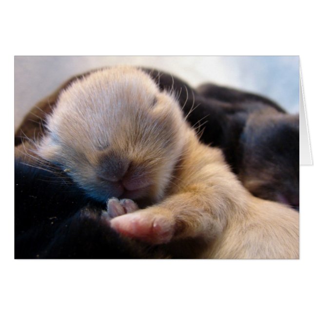 Asleep (Front Horizontal)