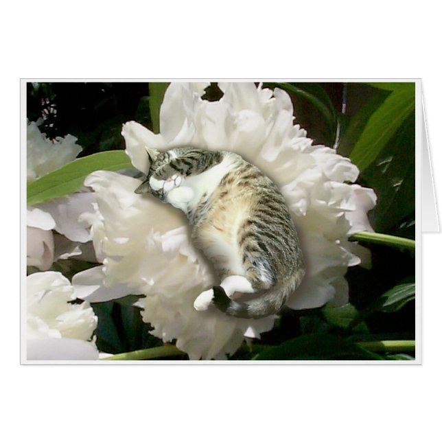 Asleep on a Peony (Front Horizontal)