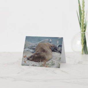Asleep on the Rocks (Sea Lion) Card