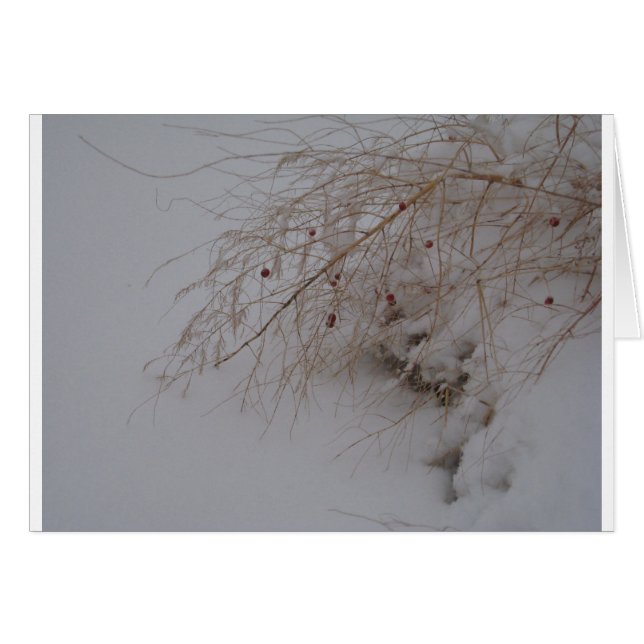 Asparagus going to seed (Front Horizontal)