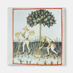 Asparagus Pickers, 13th century Magnet