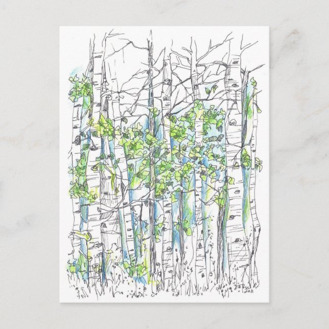 Aspen Birch Trees Pen And Ink Drawing Postcard (Front)