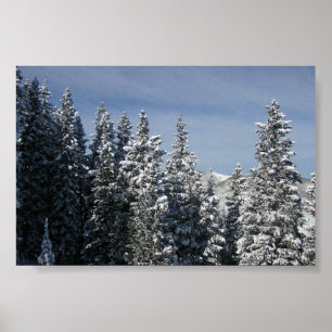 Aspen - Buttermilk Moutain tree tops Poster