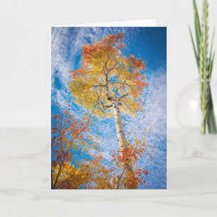 Aspen Card, Blank Inside Card