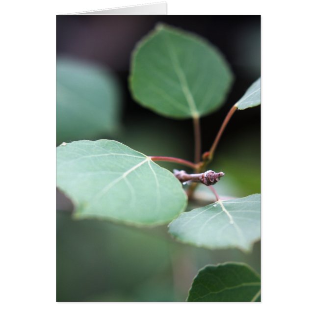 Aspen Closeup (Front)