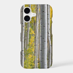 Aspen Fall Colours Tree Trunks Yellow Splendour