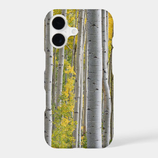 Aspen Fall Colours Tree Trunks Yellow Splendour