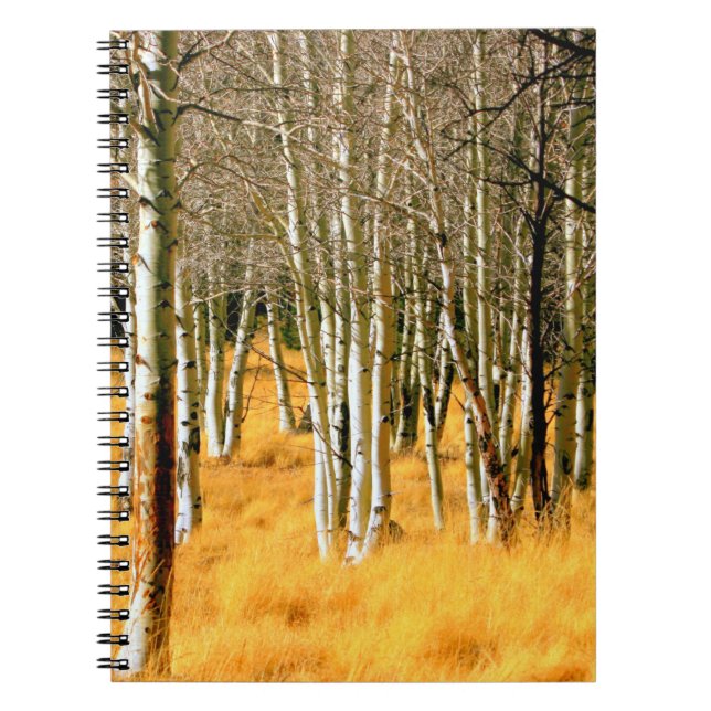 aspen forest notebook (Front)