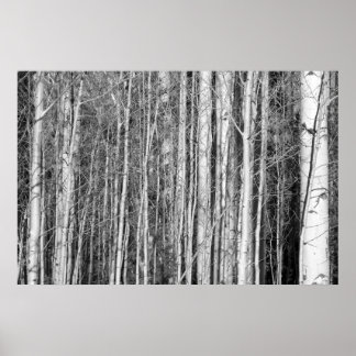 Aspen Forest Poster