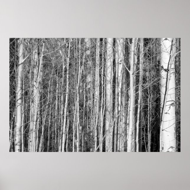 Aspen Forest Poster (Front)