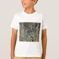 Aspen Forest