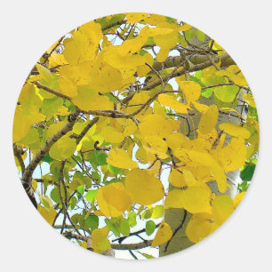Aspen Gold Sealers! Classic Round Sticker