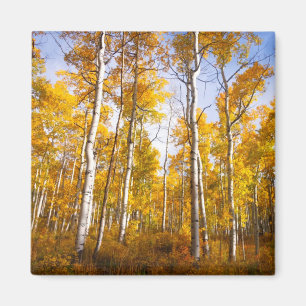 Aspen Groove Yellow Fall Leaves Magnet