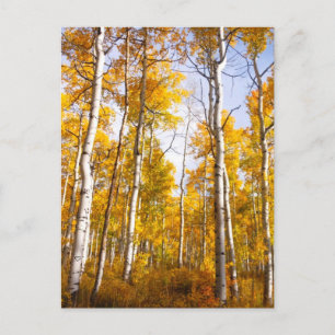 Aspen Groove Yellow Fall Leaves Postcard