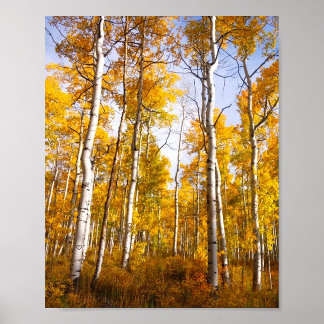 Aspen Groove Yellow Fall Leaves Poster (Front)