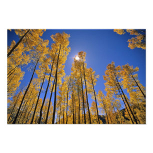 Aspen grove in autumn in the San Juan Range of Photo Print