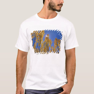 Aspen grove in autumn in the San Juan Range of T-Shirt