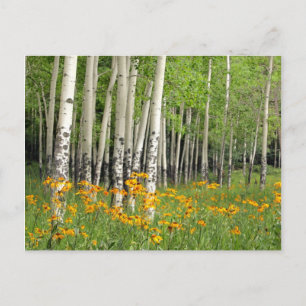 Aspen Grove in New Mexico Postcard