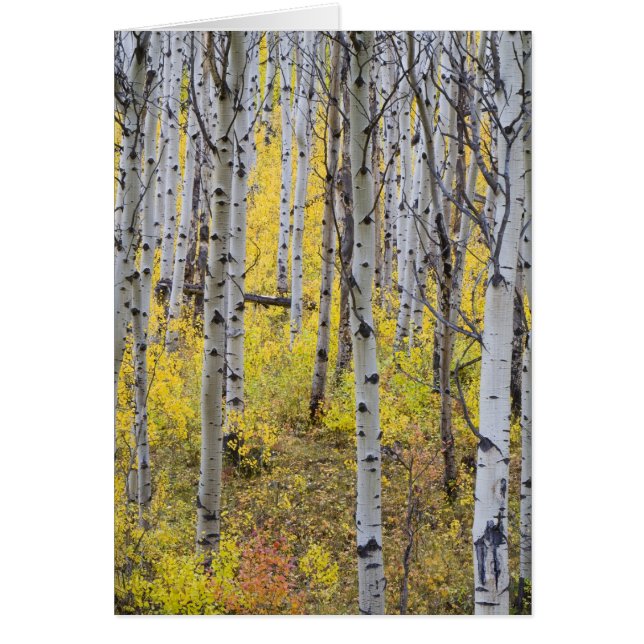 Aspen grove in peak fall colour in Glacier (Front)