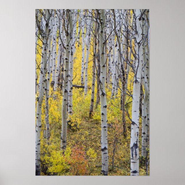 Aspen grove in peak fall colour in Glacier Poster (Front)