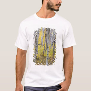 Aspen grove in peak fall colour in Glacier T-Shirt