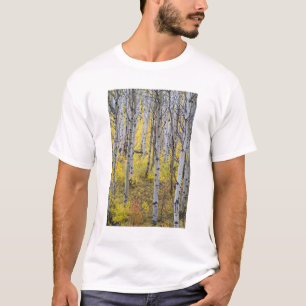 Aspen grove in peak fall colour in Glacier T-Shirt