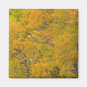 Aspen grove in peak fall colours near East Magnet