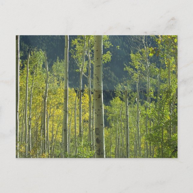 Aspen Grove Postcard (Front)