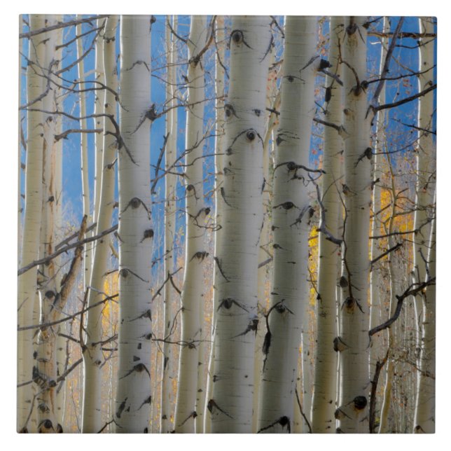 Aspen Groves | Colorado Rocky Mountains Ceramic Tile (Front)