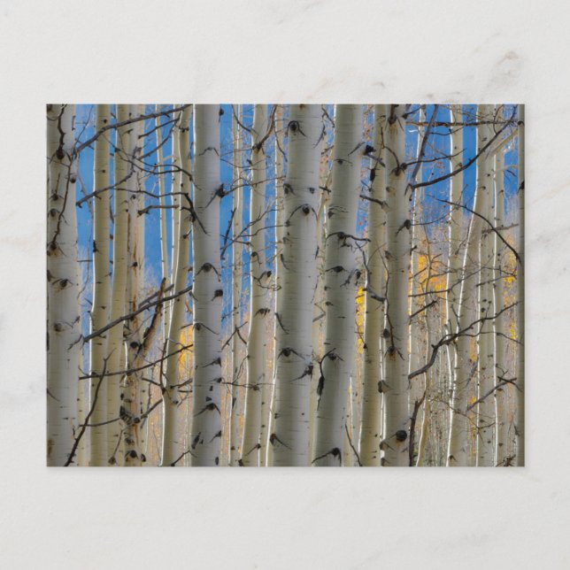 Aspen Groves | Colorado Rocky Mountains Postcard (Front)
