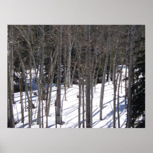 Aspen in Snow Poster