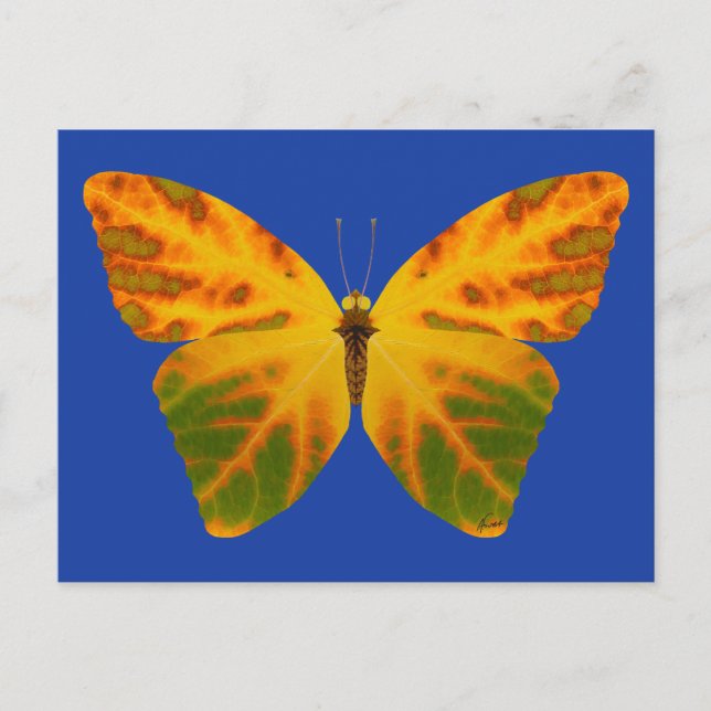 Aspen Leaf Butterfly 1 Postcard (Front)