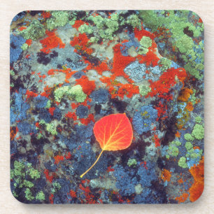 Aspen leaf on a lichen covered rock coaster