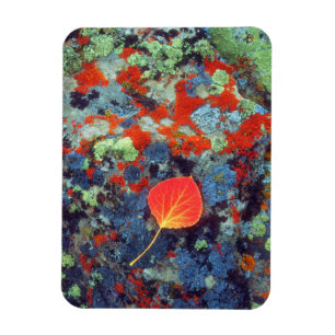 Aspen leaf on a lichen covered rock magnet