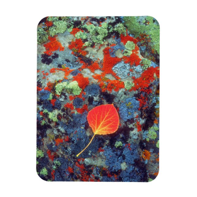 Aspen leaf on a lichen covered rock magnet (Vertical)
