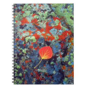 Aspen leaf on a lichen covered rock notebook