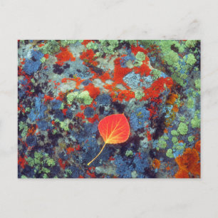 Aspen leaf on a lichen covered rock postcard