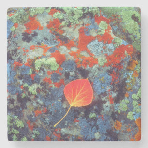 Aspen leaf on a lichen covered rock stone coaster